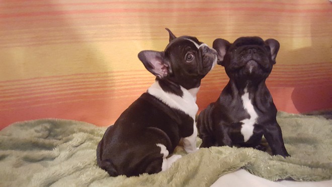 Kc Regiatered French Bulldog Puppies 