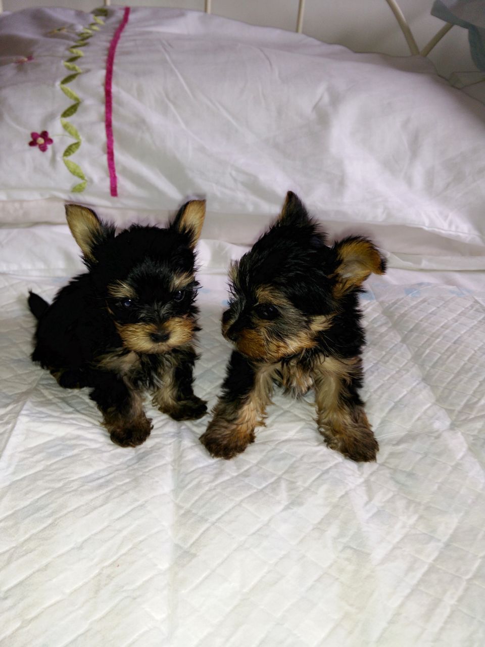  Top Quality Yorkshire Terrier Pups