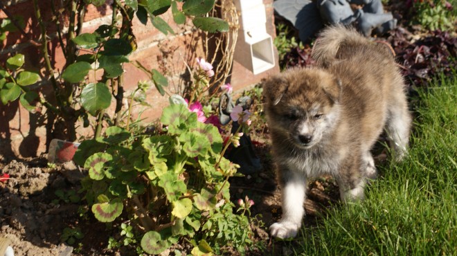 Pure Breed Japanese Akitas For Sale