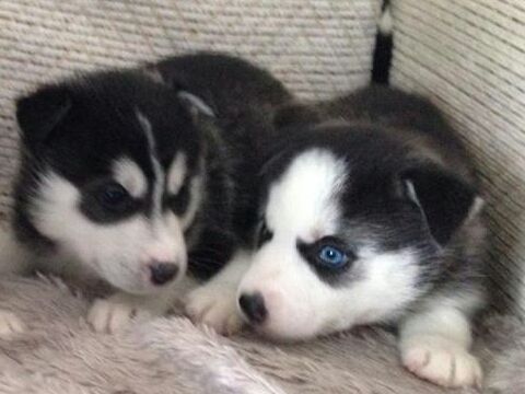Wonderful rare litter of Pomsky pups