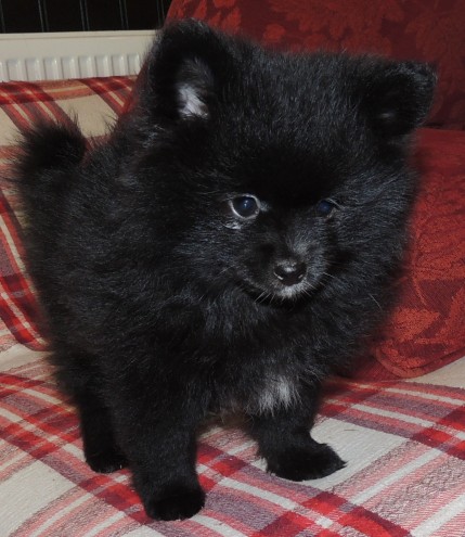 Quality Pomeranian puppies 1 boy and 1 girl