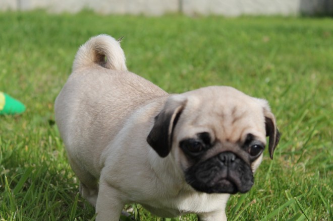Pure Breed Pug Puppies For Sale