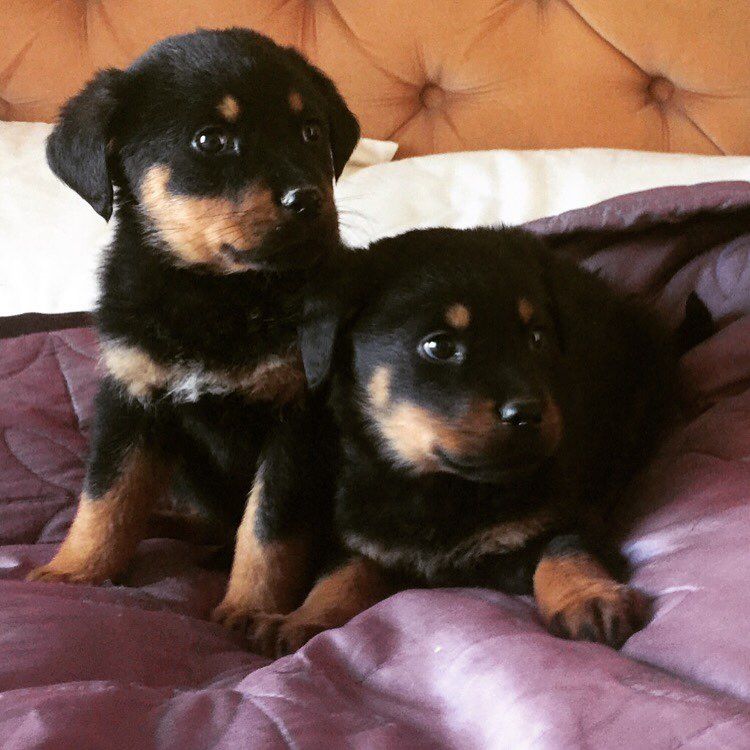 6 Beautiful Rottweiler Puppies For Sale