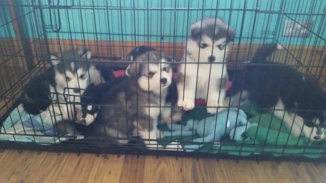 Kc Registered Alaskan Malamute Puppies For Sale