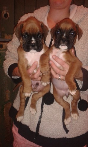 Boxer Pups Boys And Girls Available Kc Registered