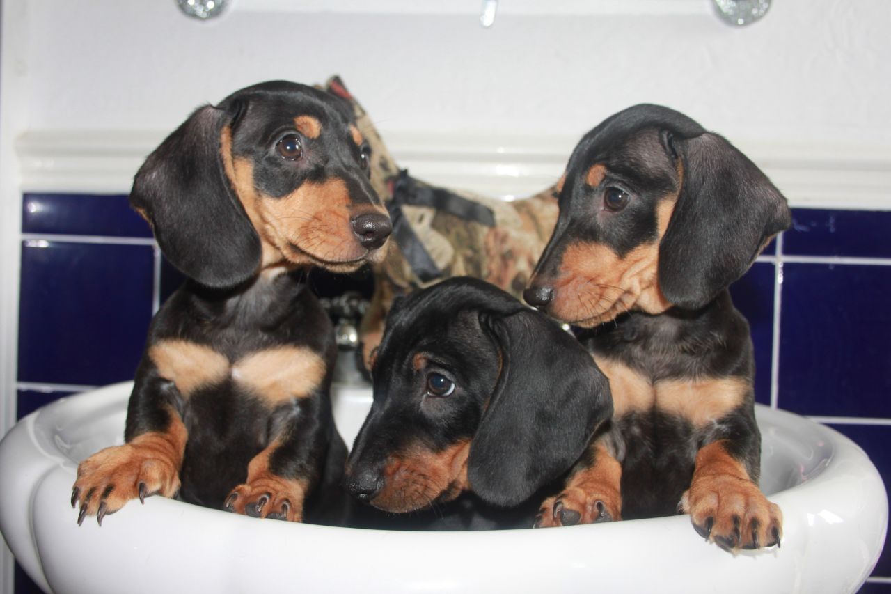 Black & Tan Standard Dachshunds Puppies Ready To go