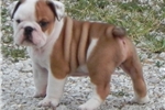 Stunning Kc Registered English Bulldog Show Quality Puppies   