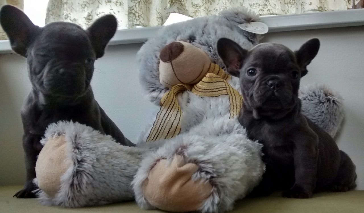 Kc Reg Solid Blue  Frenchie bulldog  Pups Ready Now