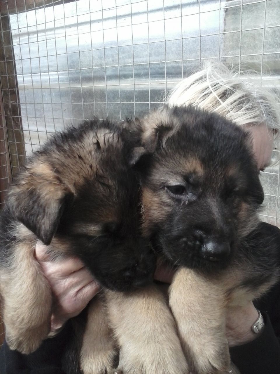 5 Beautiful German Shepherd Puppies
