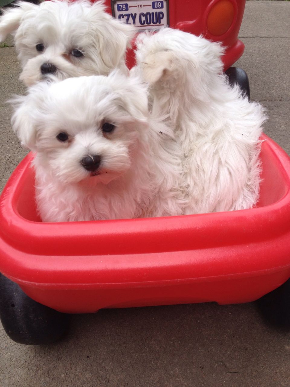 Gorgeous Maltese Puppies Available.