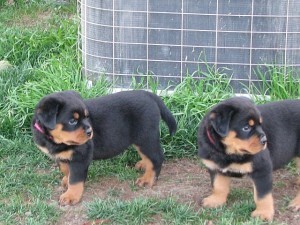 Quality Litter of rottweiler puppies