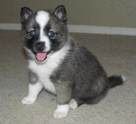 Blue eyes pomsky puppies ready for new homes