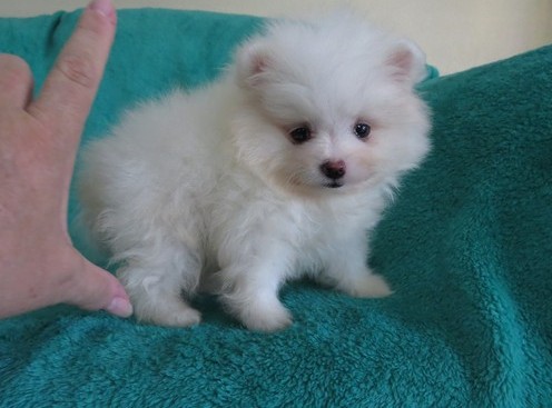 male and female  pomeranian for adoption 