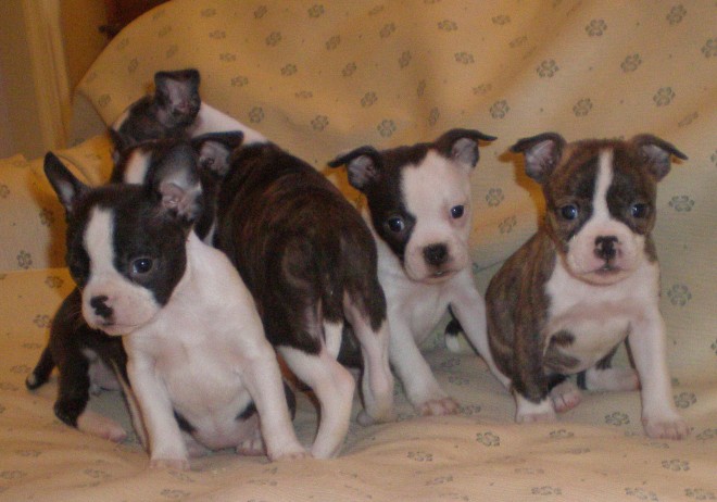 male and female boston terrir for sale 