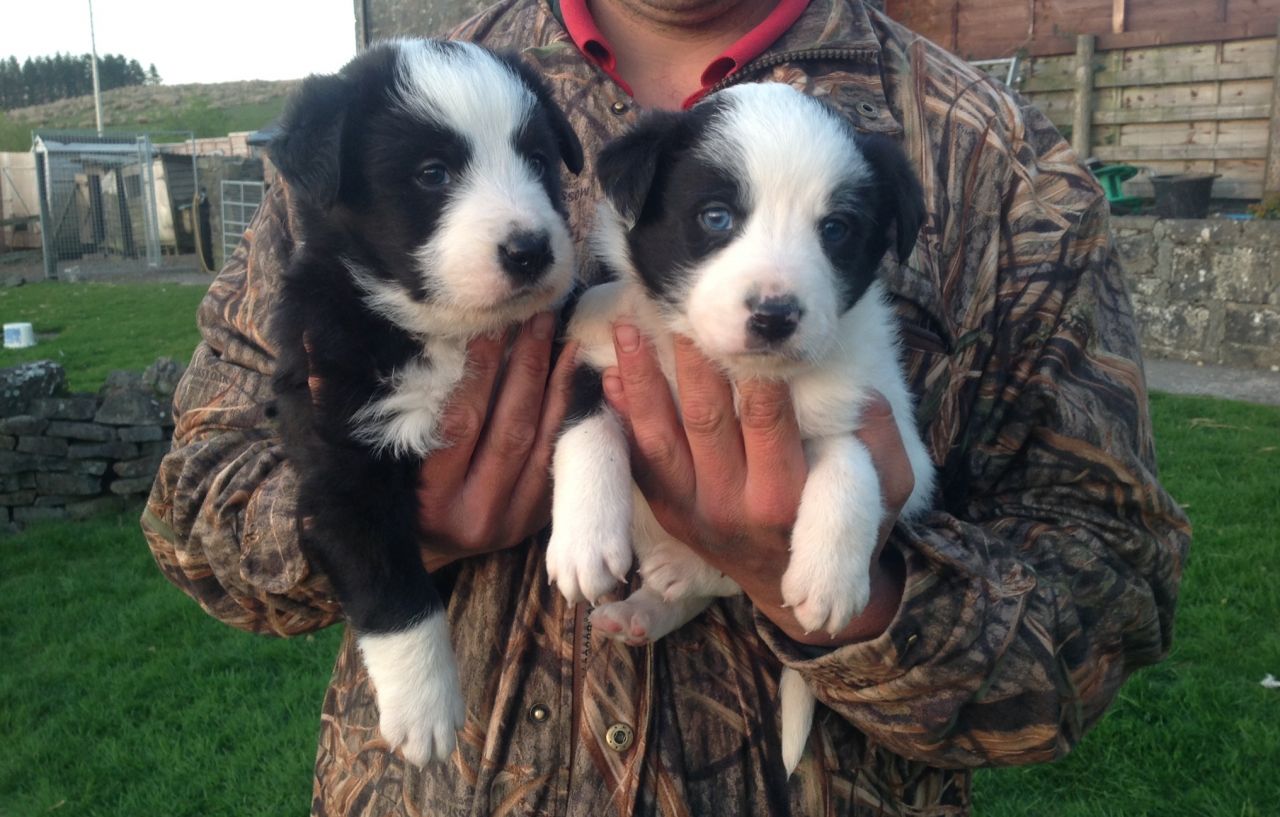 Bearded Collie Puppies for sale