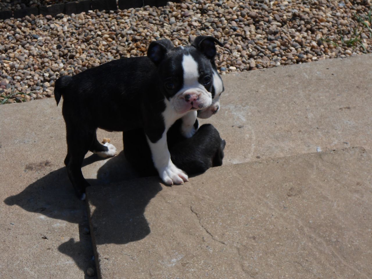 Boston Terrier Puppies For Sale   