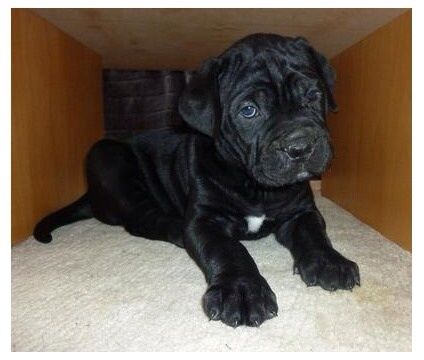 Very Cute Cane Corso Puppies For Sale