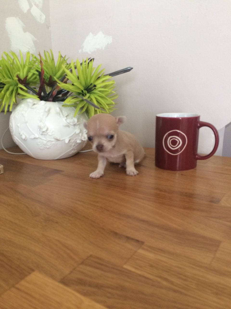 Beautiful Teacup Chihuahua Puppies for sale