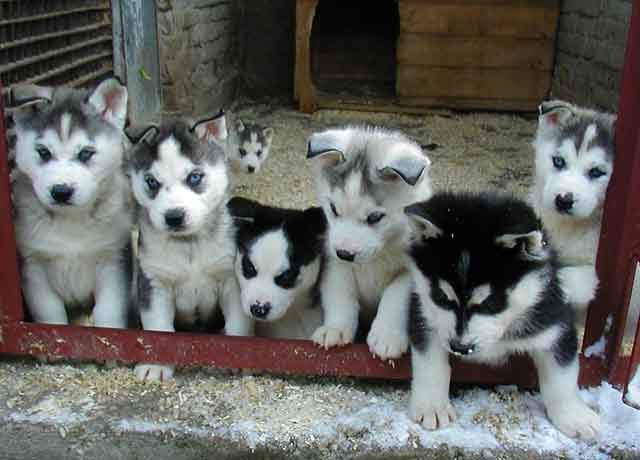 Siberian Husky Puppies For Free sale