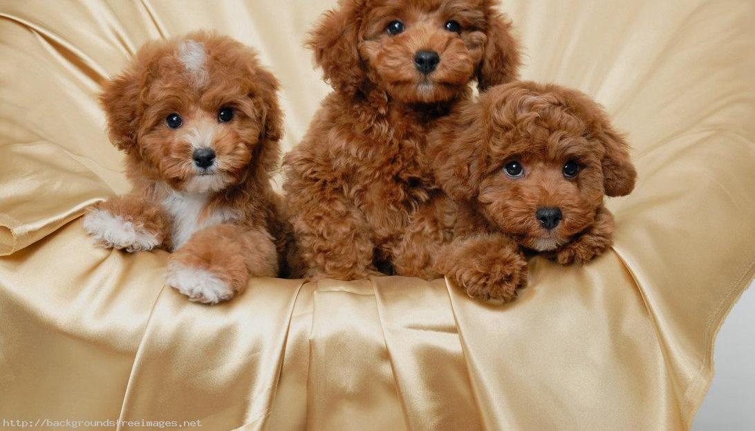 Beautiful Poodle puppies