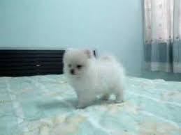  Cutest Pomeranian ever gift 