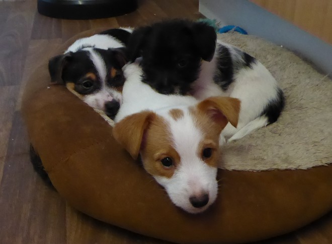 male and female  Tea T Cup Miniature Jack Russell Pups