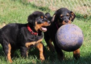 Rottweiler puppies looking for a forever home