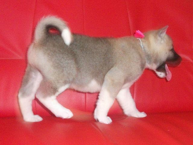 AKC akita  male and female for sale