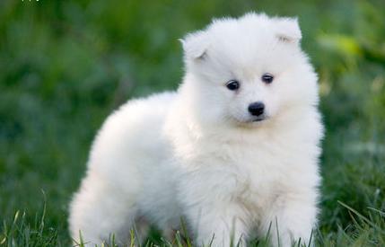 Very Cute samoyed Puppies ready for new homes