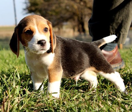 beagle Puppies for sale please contact for more details