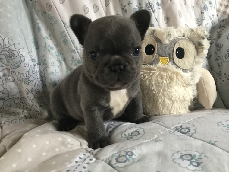 Pure Breed French Bulldog Puppies Available