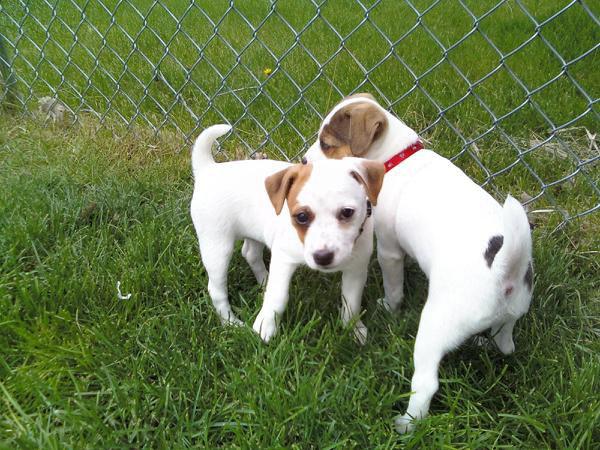 charming jack russell pups ready for a new home.