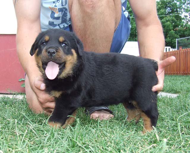 Super Quality Rottweiler puppies