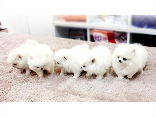 Micro Teacup Pomeranian Puppies available 