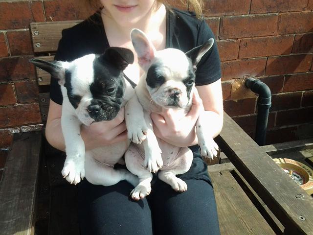Adorablefrench bulldog Puppies for adoption