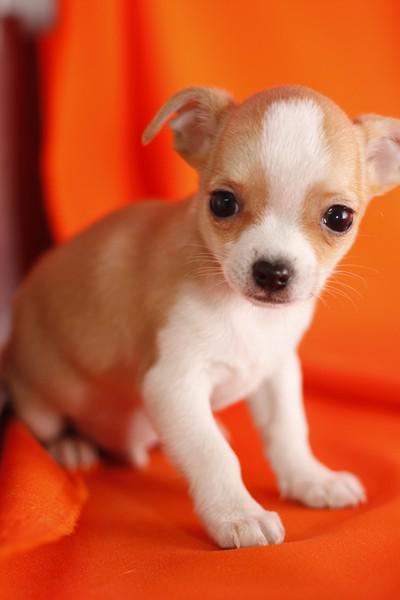 Registered Chihuahua puppies for adoption