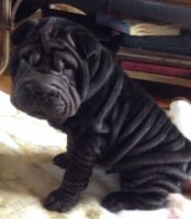 X-MAS male and female Shar-Pei Puppies