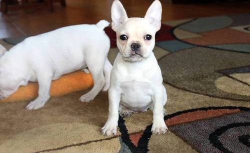 X-MAS male and female French Bulldog Puppies