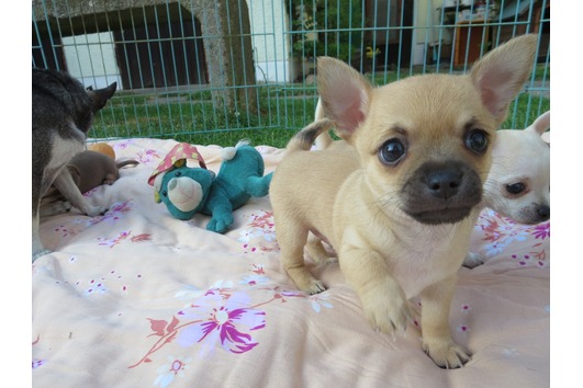 X-MAS male and female Chihuahua  Puppies
