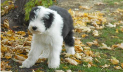 X-MAS male and female Bearded Collie  Puppies