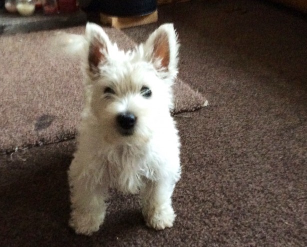 male and female  Down bush West Highland Terriers