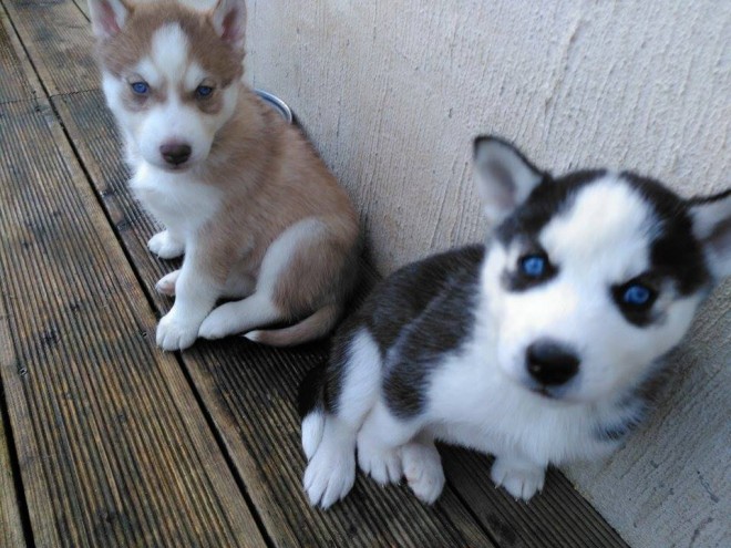 2 beautiful Siberian husky puppies.
