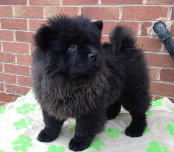 black Chow Chow Puppy