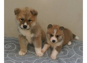 Beautiful Chunky Akita Puppies