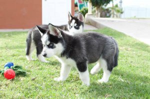 Awesome Siberian Husky Puppies,