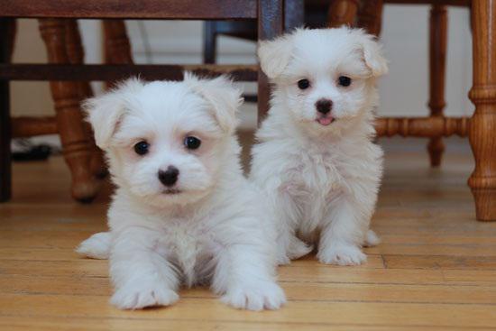  Males and Females Maltese available