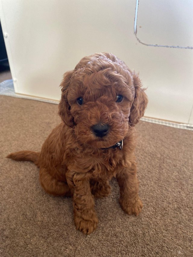  Stunning Poodle Puppies For Sale 