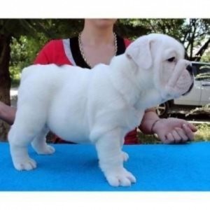 Affectionate English Bulldog For Adoption