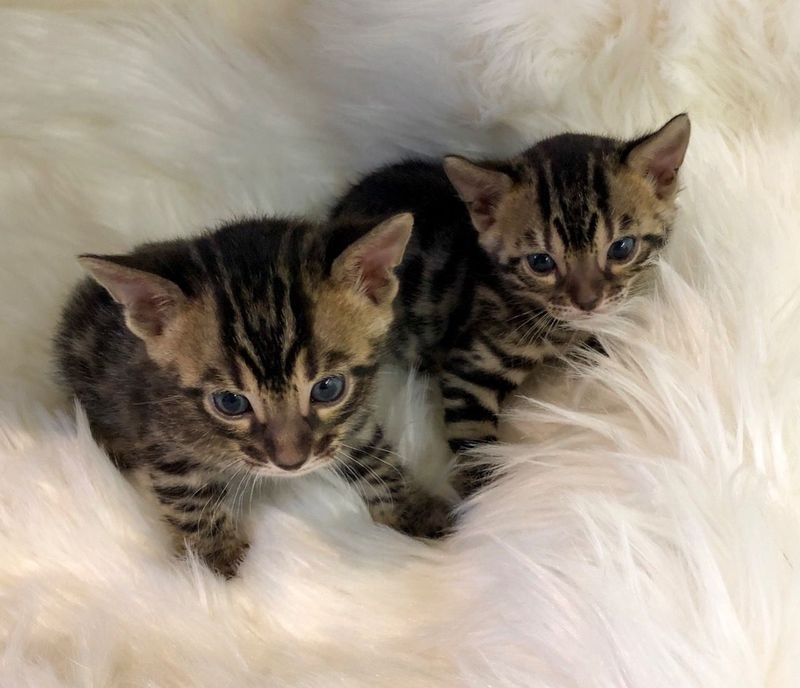 Bengal Kittens for sale