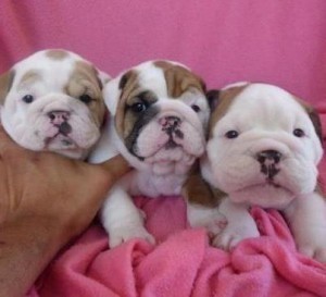 Male and Female English Bulldogs for adoption